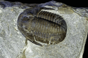 Cornuproetus cornutus cornutus