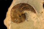 Pinacites cf. eminens