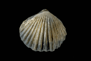 Oligoptycherhynchus hexatoma soetenica