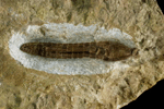 Cupressocrinites gracilis