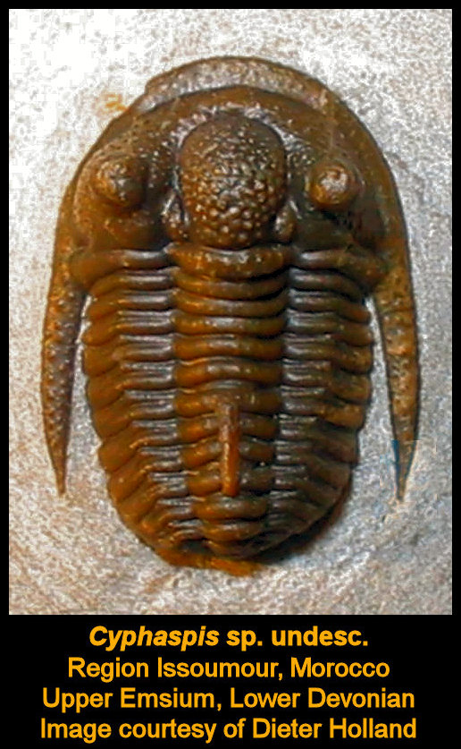 click on my frontal glabellar lobe!