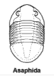 Over 20% of all trilobites belong to the large order Asaphida