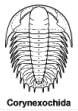 Corynexochida: spiny Cambrian predator trilobites
