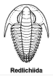 The Redlichiida: Most primitive order of trilobites