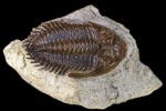 Neometacanthus stellifer