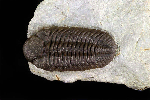 Liolophops sublevatus