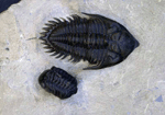 Metacanthina cf. issoumourensis