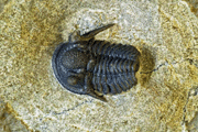 Cyphaspis sp. 1